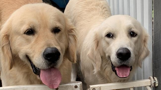 Meet Bruce and Molly, the purebred golden retriever parents of the litter of puppies that we are fortunate enough to be getting one of.