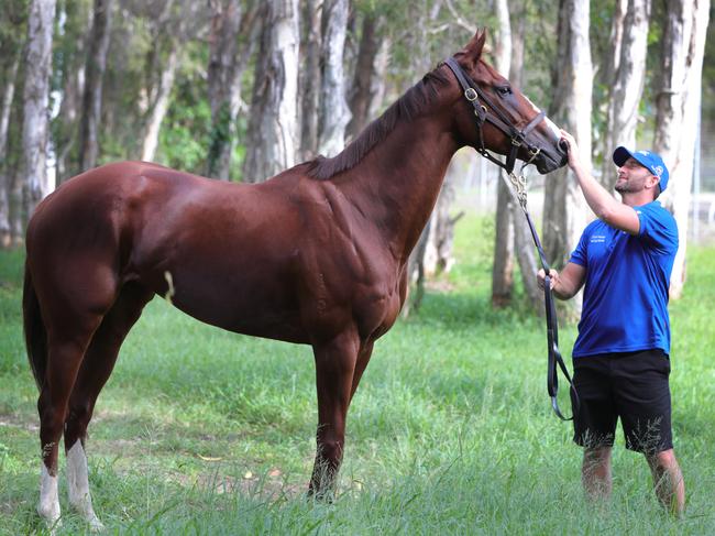 Mare Sexy Eyes and Gold Coast foreman Paul Shailer from Chris Waller's Gold coast stables, go for a stroll. Picture Glenn Hampson