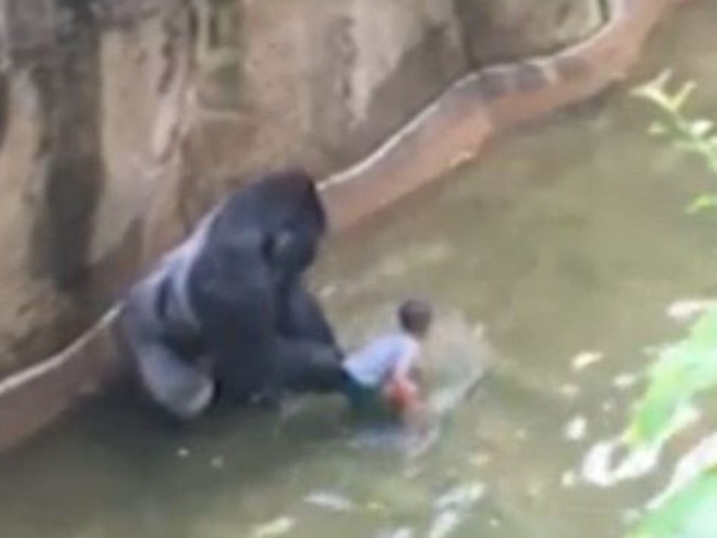 Harambe, a 17-year-old male western lowland gorilla had to be shot and killed inside his enclosure at the Cincinnati Zoo / Picture: WLWT News