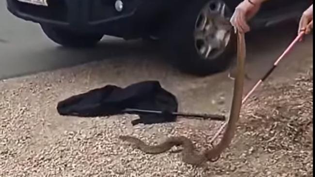 The two kilo snake frightened even the experienced wrangler. Picture: Facebook