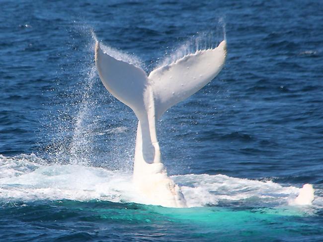 Migaloo sighted off Gold Coast on southward migration | The Courier Mail