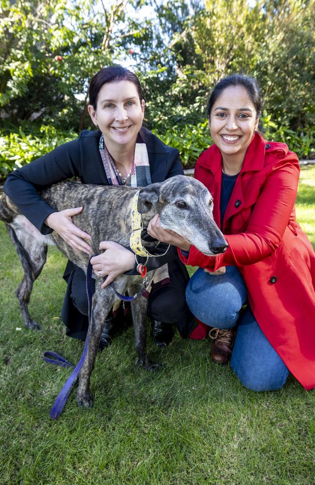 Veterinary pathologist and professor Rachel Allavena is working on a new vaccine for with aggressive bone cancer at the University of Queensland. Her greyhound, Barney, was diagnosed with osteosarcoma in 2022. He had surgery and was then the first dog to be given an early formulation of the immunotherapy. Picture: Matthew Poon