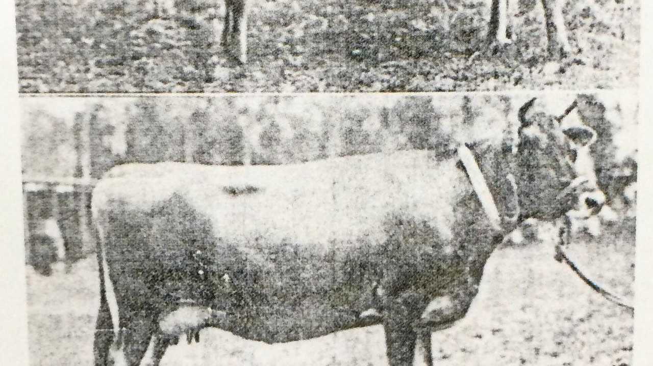The brief history of the Gympie Show. Picture: Contributed