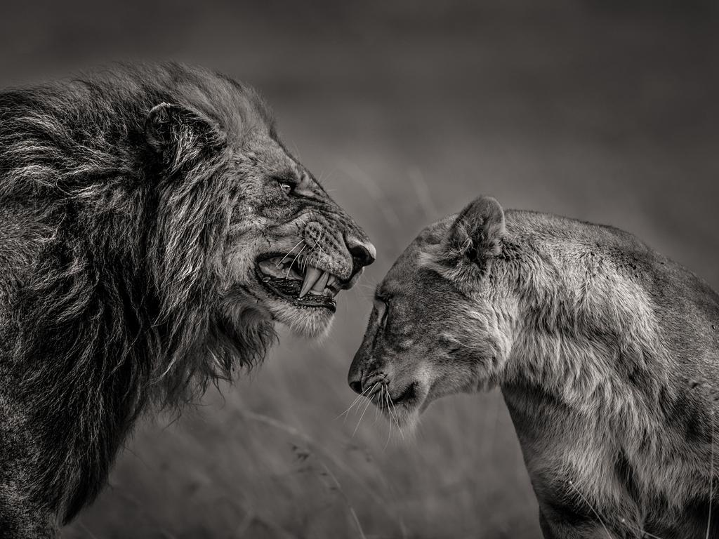 “The love story between the lion and the lioness in Masai Mara is fascinating. Anger in this case is translated as romance and care.” Picture: Mohammed Yousef, Kuwait, Shortlist, Professional Environment, 2016 Sony World Photography Awards