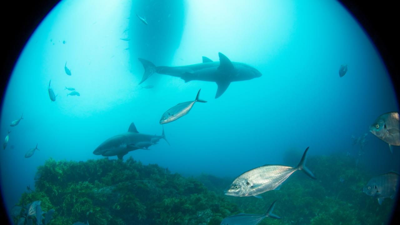 The greatest show: Two great whites shot from the Princess II’s bottom cage. Picture: Andrew Fox 