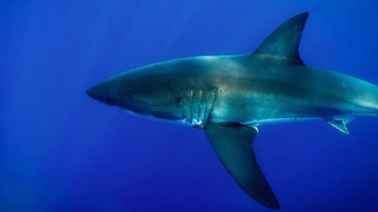 Brody Cross and Brayden Habler spent half an hour with this Great White Shark cruising next to their boat, 20km off the coast of Mooloolaba. Picture: Supplied