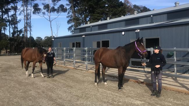 Horses Bunny (L) and Ziggy (R) enjoy the new facilities at the opening on Tuesday. Ziggy is set to be picked up from his new owner next week, while former racehorse Bunny is still waiting for his forever home. Picture: Brittany Goldsmith