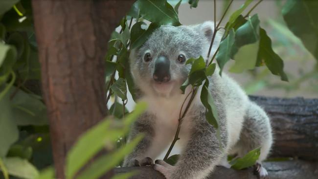 The joeys are among 61 koalas at the park.