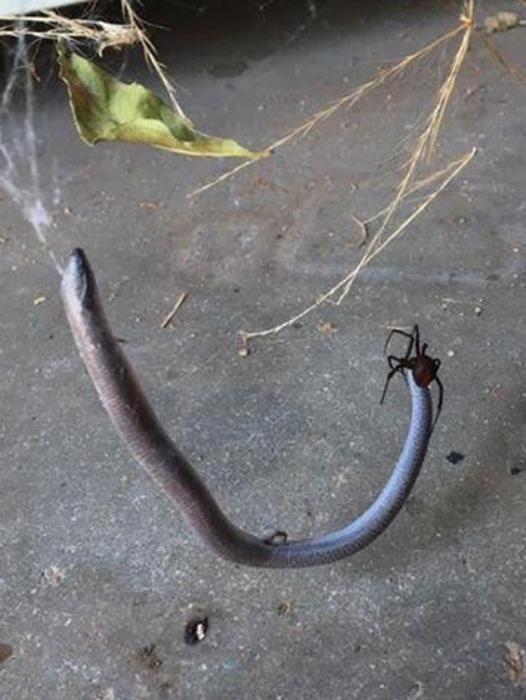 Trevor Hopkins opened his shed door to find a dead snake trapped in a spider web on his Murrawee farm in north-western Victoria. Picture: Supplied