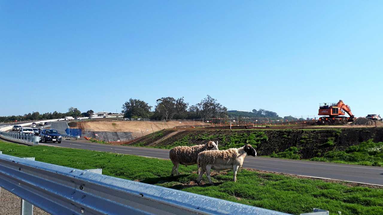 BAA: Sheep on the highway. Picture: Contributed