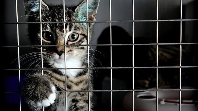 Things are grim on pets death row The Advertiser