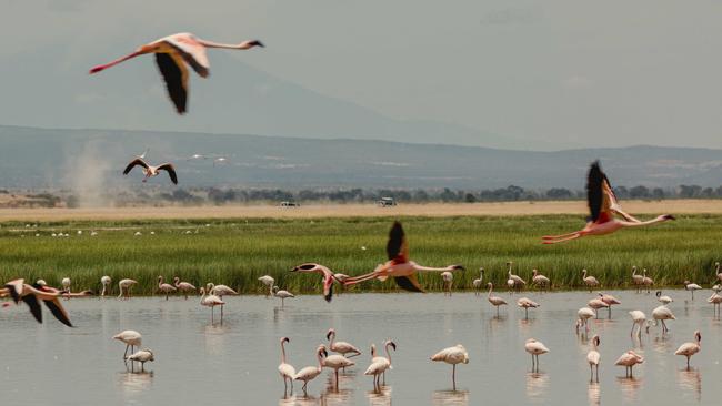 Flamingos flock to Lake Amboseli.