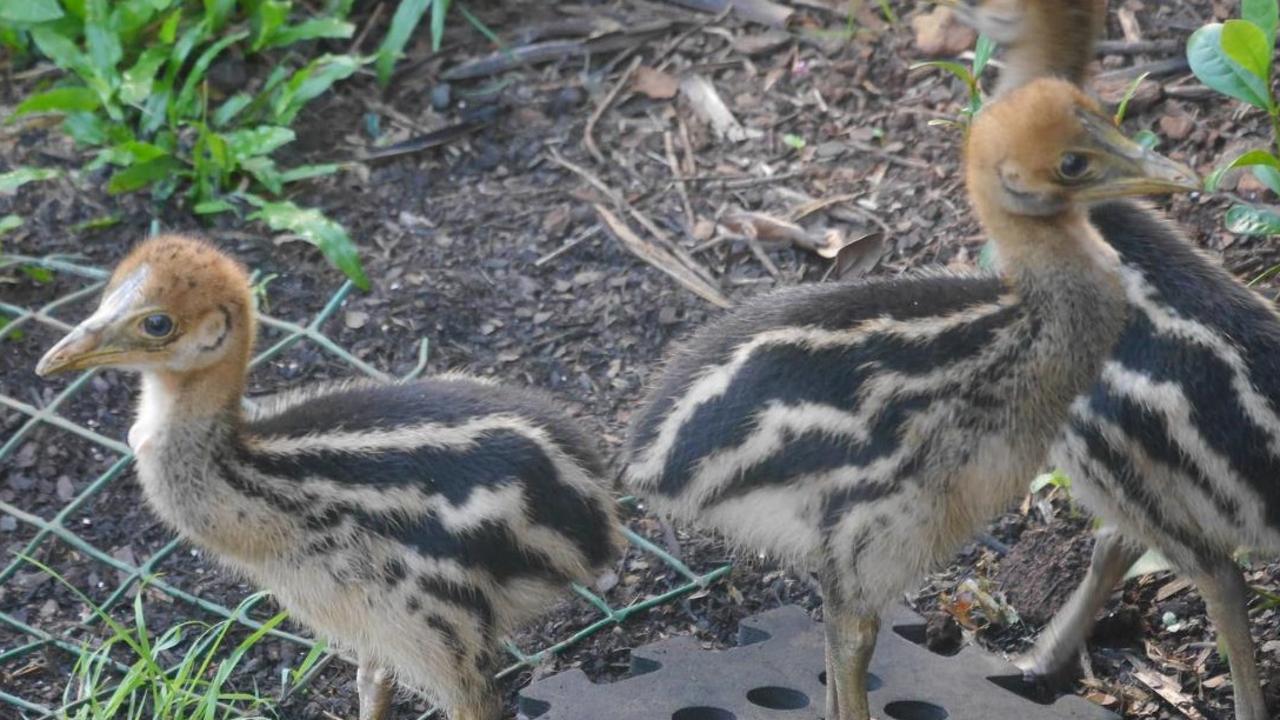 Cape York Cassowary Survey Results The Cairns Post