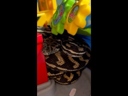 Massive python spotted hiding in kids' toy