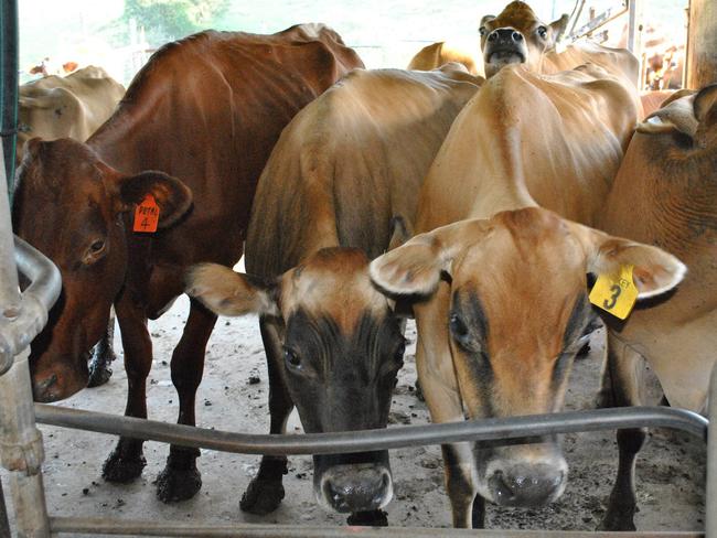 Dairy farmer Shane Hickey posted a video to Facebook saying he gets paid just $2.46 an hour. Picture: Facebook