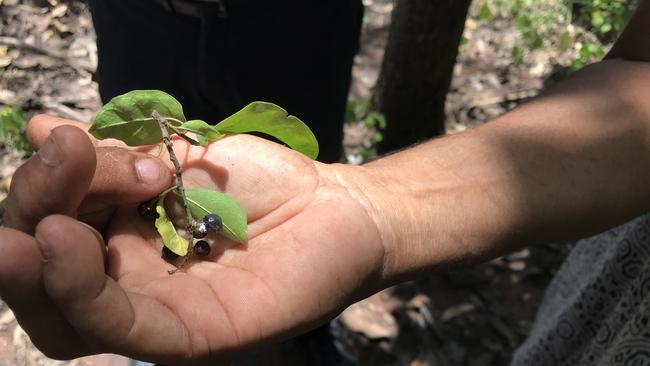 Foraging for Kakadu plums in Kakadu National Park, Northern Territory, February, 2018. The Taste of Kakadu festival will be held from May 18-27 at Kakadu National Park, Northern Territory. (AAP Image/ Toni Mason) NO ARCHIVING