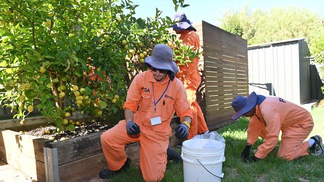 PIRSA biosecurity officers in orange overalls are offering residents assistance with the task of stripping ripe fruit from trees. Picture: Keryn Stevens