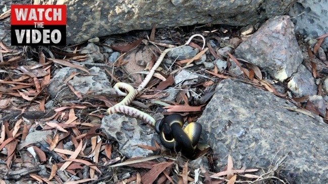 Water python constricts a brown tree snake