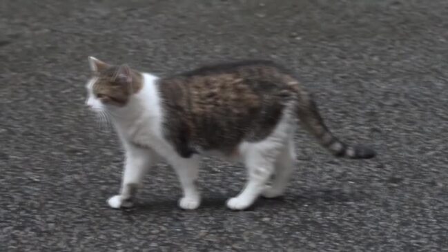 Downing Street cat Larry unfazed by UK election earthquake