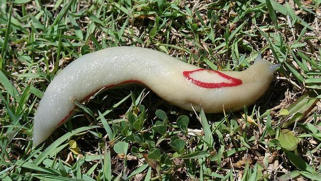 The red triangle slug is just one of the many creatures that call Eungella Rainforest home. The slug species is known to have an unusual defensive mechanism by secreting a kind of sticky mucus that can glue predators to the spot for days. Picture: Contributed.