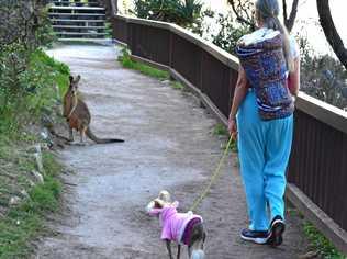 Cynthia Hoogstraten takes a stroll with her pooch and meets a wild friend. Picture: Contributed