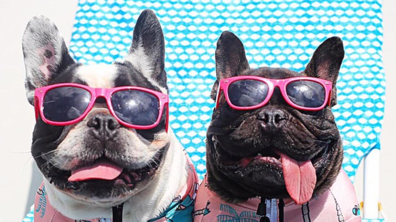 Lil Snoop and Pumbaa the French Bulldogs, dressed to impress. Photo Kay Sclavos