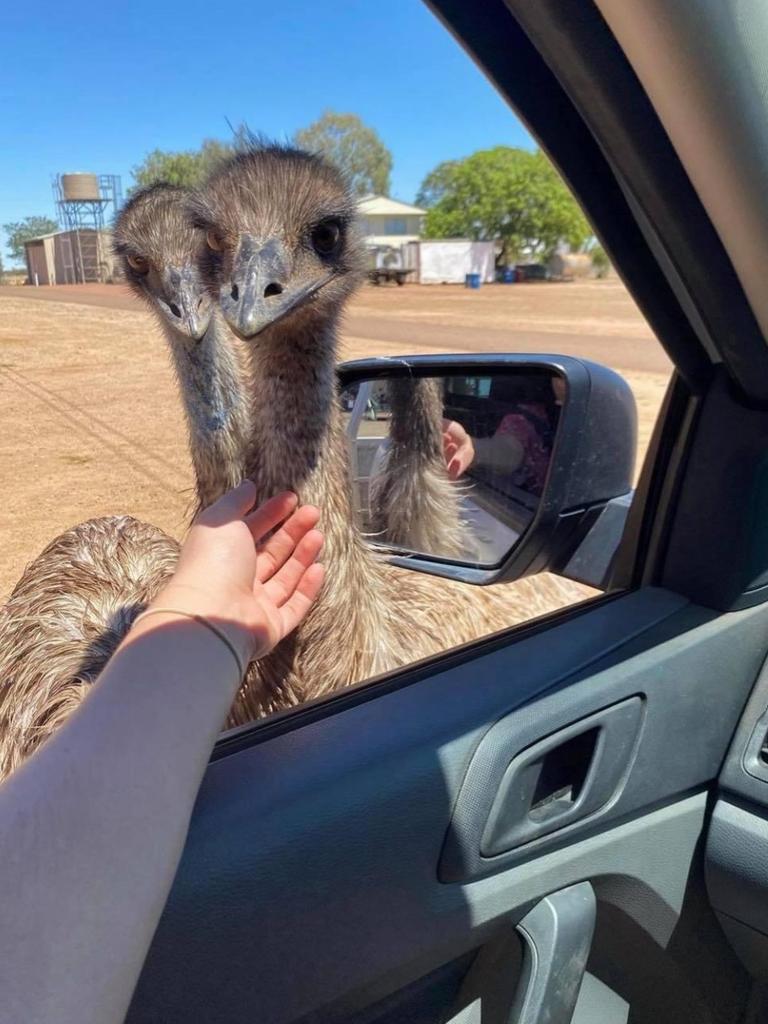 These cheeky emus from Yaraka are famous. Picture: Supplied