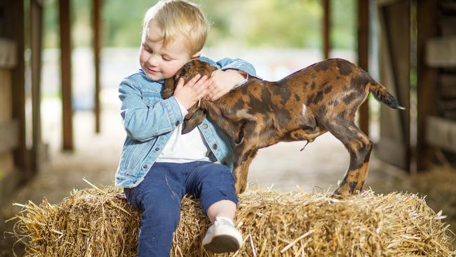 Ted, 2, with Iceberg the three-week-old goat. Picture: Mark Stewart