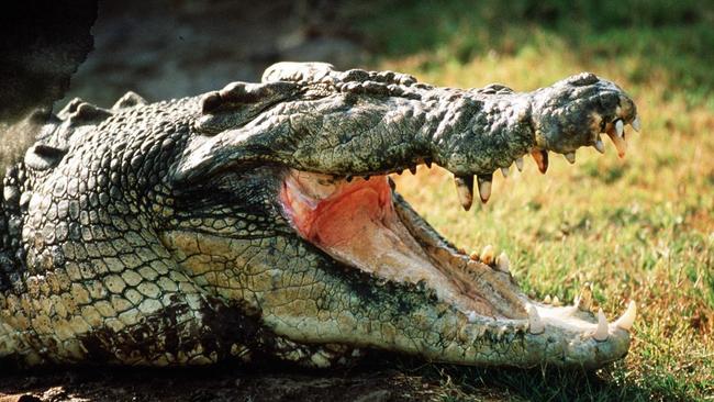 Crocodile sightings have happened in the region from time to time.