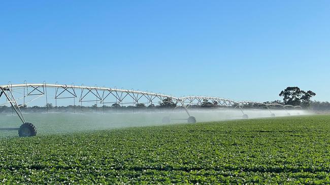 776ha at Torrumbarry Farms is laser levelled flood irrigation.