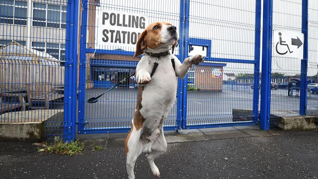 Toby, a beagle cross waits for his master outside a polling station in Belfast. Picture: Getty Images.
