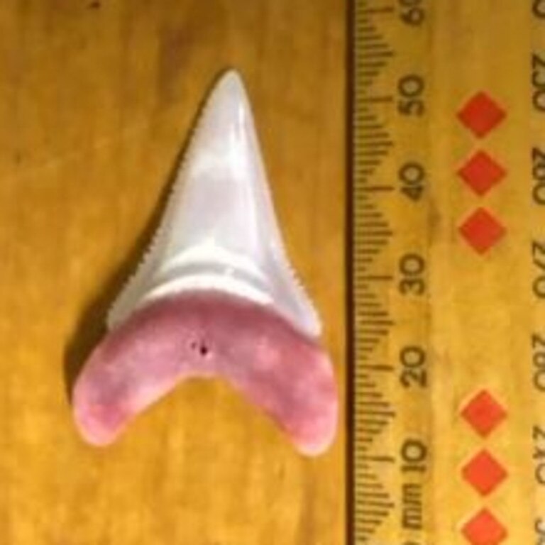 The tooth of the shark that attacked surfer Nick Slater was lodged in his surfboard. Photo: Channel 7