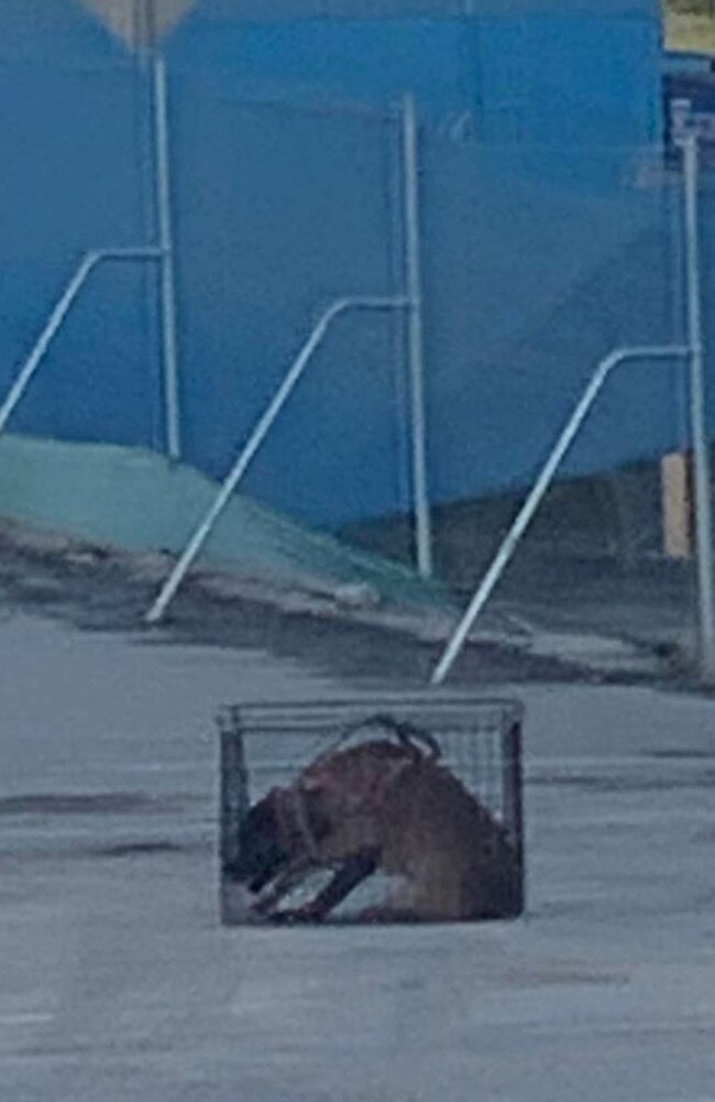 Local resident Kelly took this photo of a Mirvac security contractor's dog in a tiny cage on site on Monday evening.