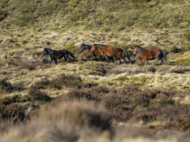 Feral horses near Cascades Hut. Picture: Mark Watson