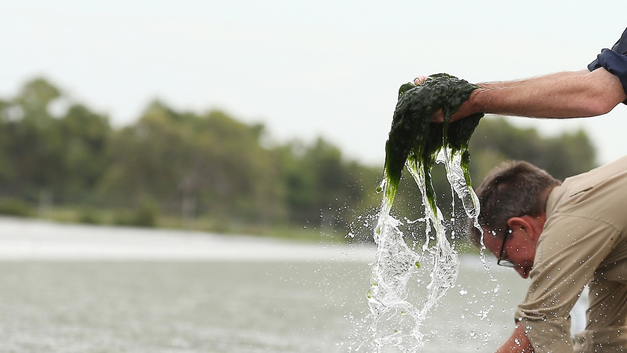 Micro-algae could be used to lower CO2 emissions under bold new plan