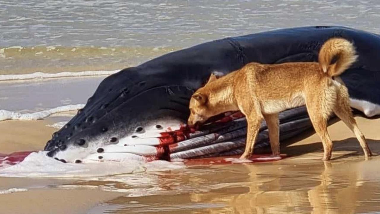 An injured baby humpback whale becomes food for a dingo off K'gari.