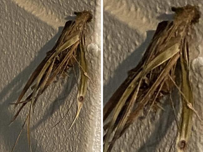 Creepy creepy case moth. Picture: Reddit.