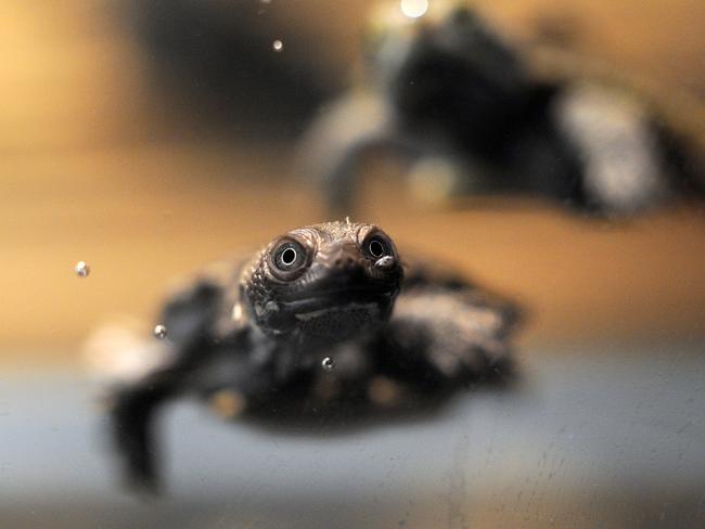 The eastern long-necked turtle is now back in its pond at Taronga Zoo and is in good health.