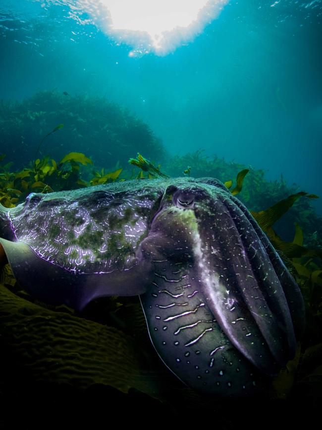 A large cuttlefish at Schouten Island, Freycinet. Picture: Joanna Smart