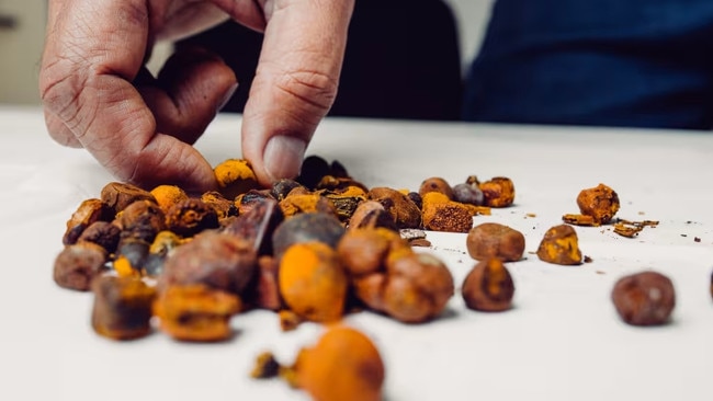 José de Oliveira, chief executive of a Brazilian gallstone trading company, displays his wares. Picture: Fábio Setti for WSJ