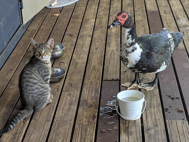 This is Biggle, the cat, with his brother Big Boi, the Muscovy. Picture: Alex Woodward
