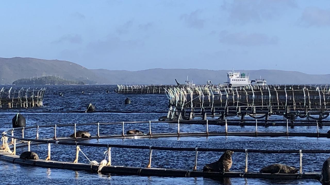 Salmon farming pens in Macquarie Harbour, Tasmania. Photo: Eloise Carr