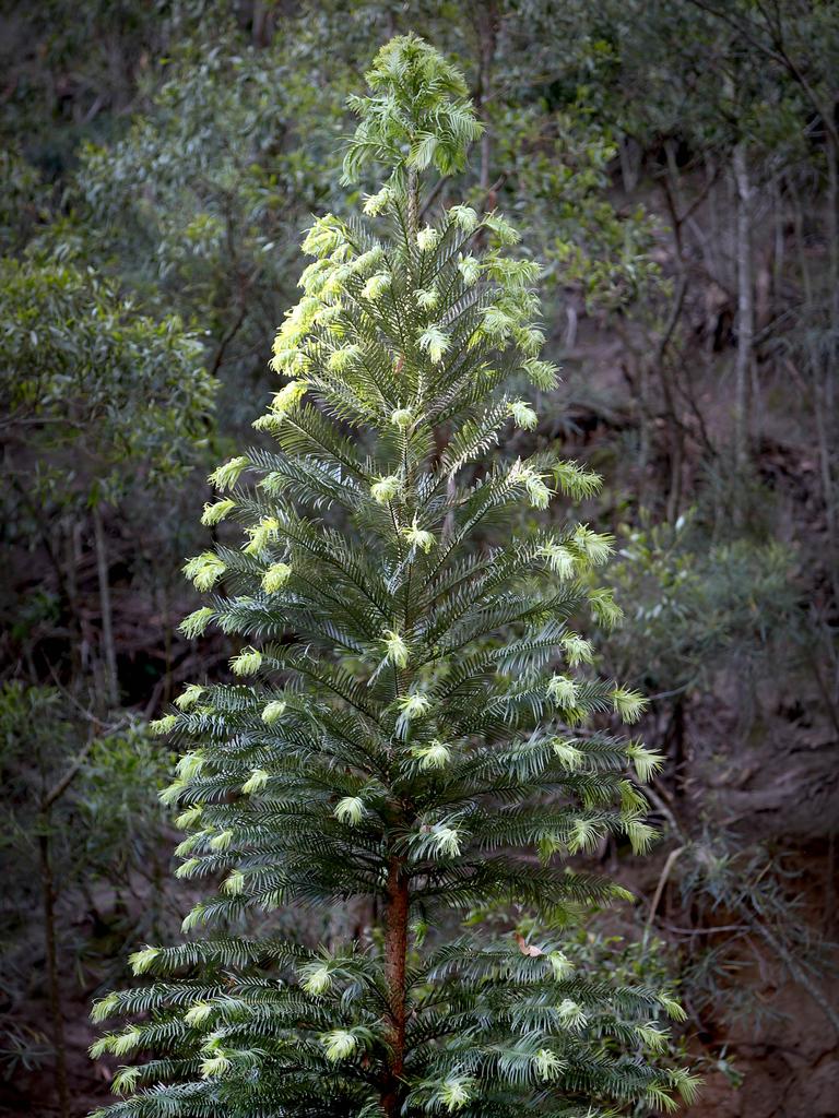 Wollemi Pine. Picture: Chris Pavlich