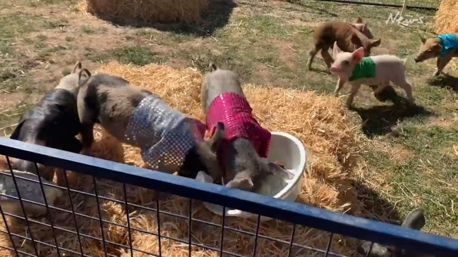 Noah's Thoroughbred Racing Pigs at the Royal Hobart Show