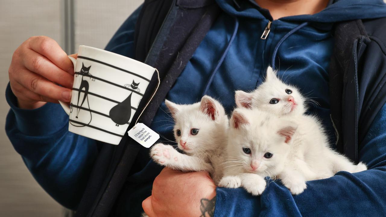 A cat foster carer associated with Paws for More had advertised the cafe on a Canberra social media page. Picture: David Caird