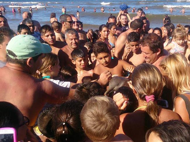 A tourist picking it up and carried it onto the beach.