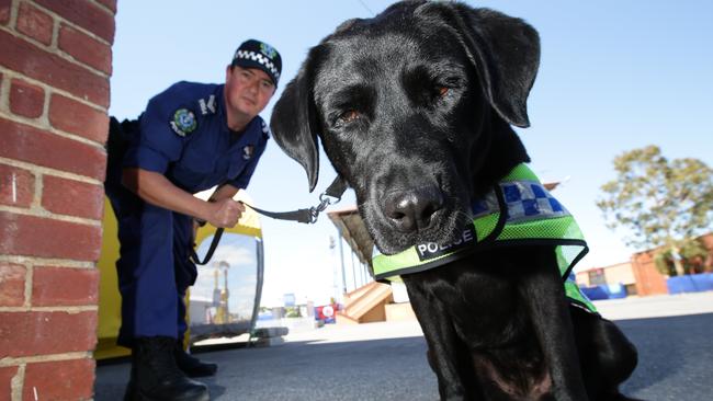 Drug detection dogs will continue to be used in NSW.