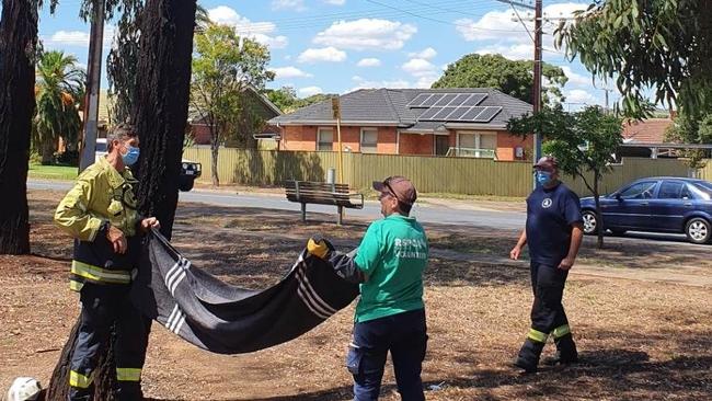 A kitten was miraculously rescued by an MFS firefighter when it fell 10m from a tree. Picture: RSPCA SA