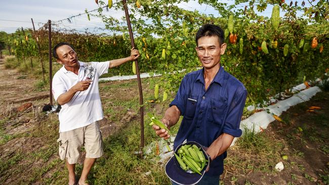 Tuan Dang and Son Vo at Marrakai near Darwin. ‘We’ve got no workers,’ Mr Vo says. Picture: Amos Aikman