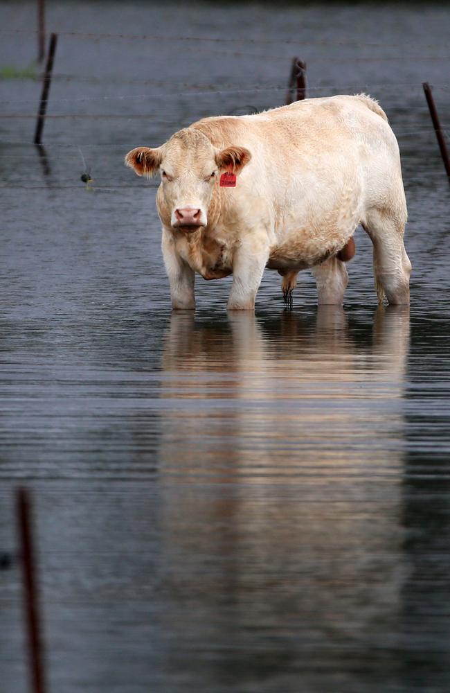 A cow seeks high dry ground at Robina Drive Round about Carrara on the Gold Coast after it was swamped by flood water from torrential rain fell which on the city overnight. NCA NewsWire / Scott Powick